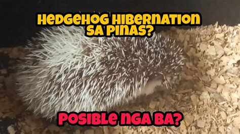 hibernate in tagalog|Hibernate in Filipino .